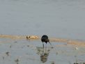 Kakadu – Mamukala – Ibis