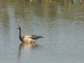 Kakadu – Mamukala – magpie goose