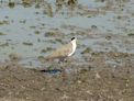 Kakadu – Mamukala – plover