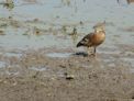 Kakadu – Mamukala – whistling ducks