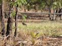 Kakadu – JimJim + crocodile trap