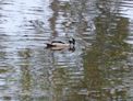 Kakadu – Yellow Water + duck