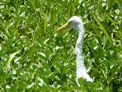 Kakadu – Yellow Water + egret