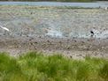 Kakadu – Sandy Billaboug