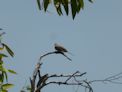 Kakadu – Sandy Billaboug