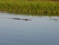 Yellow Water Cruise + crocodile