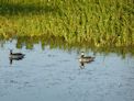 Yellow Water Cruise + green pygmy goose