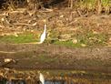 Yellow Water Cruise + egret