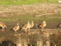 Yellow Water Cruise + whistlin ducks