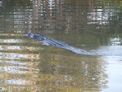 Yellow Water Cruise + crocodile