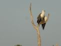 Yellow Water Cruise + sea eagle