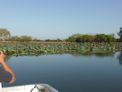 Yellow Water Cruise + lotus