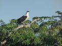 Yellow Water Cruise + sea eagle