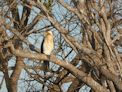 Yellow Water Cruise + cormorant