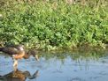 Yellow Water Cruise + magpie goose