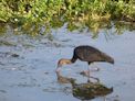 Yellow Water Cruise + ibis