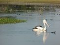 Yellow Water Cruise + pelican