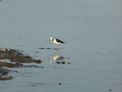 Yellow Water Cruise + black winged stilt