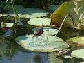 Yellow Water Cruise + comb-crested jacana