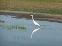 Yellow Water Cruise + egret