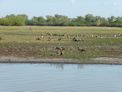 Yellow Water Cruise + magpie geese