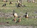 Yellow Water Cruise + magpie geese