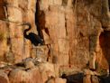 Katherine Gorge + heron