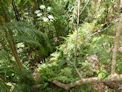 Wangi Falls boardwalk