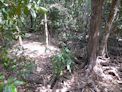 Wangi Falls boardwalk