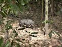 Wangi Falls boardwalk + wild pig