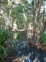 Daintree coast