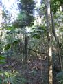 Daintree coast