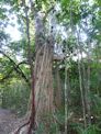 Daintree coast