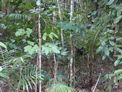 Daintree coast