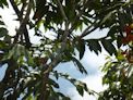 Daintree coast