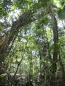 Daintree coast