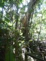 Daintree coast