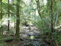 Daintree coast