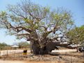 Very large boab tree on way to Fitzroy Xing 