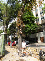Street trees with big lowers and fruit + Rob