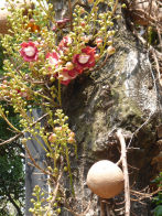 Street trees with big lowers and fruit