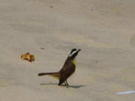 Ipemana Beach bird