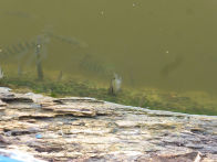 Uacari Lodge – fishes eating the algae on the logs that the lodge floats on