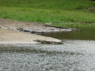 Uacari Lodge – Caiman