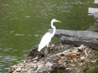 Uacari Lodge – Egret