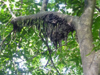 Uacari Lodge – ants nest in tree