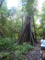 Uacari Lodge – big tree