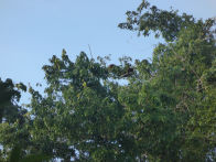 Uacari Lodge – howler monkeys