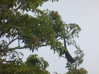 Uacari Lodge – howler monkey