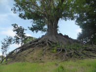 Uacari Lodge – tree